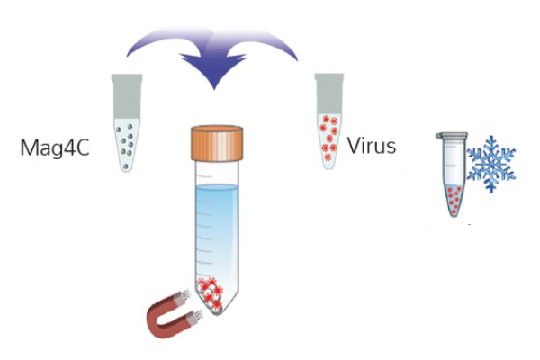 Virus Capture, Concentration and Conservation