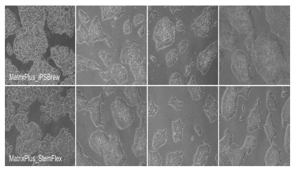 CELLvo™ Matrix Plus supports pluripotent stem cell self-renewal in a variety of media conditions