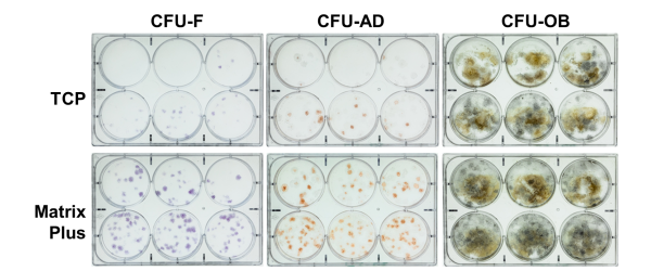 Pre-expansion on CELLvo™ Matrix Plus improves self-renewal and differentiation